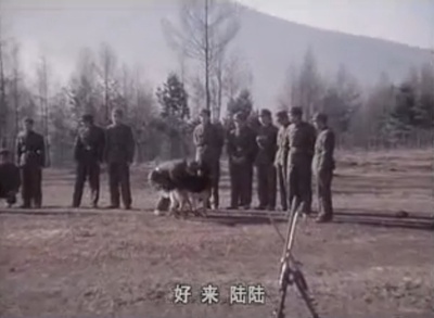 白桦林中的哨所剧照的剧照