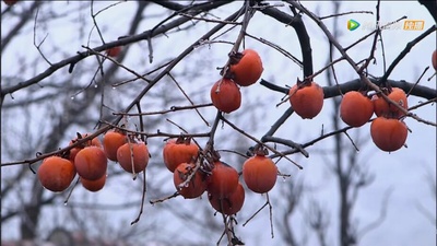 乡村里的中国剧照的剧照