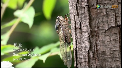 乡村里的中国剧照的剧照