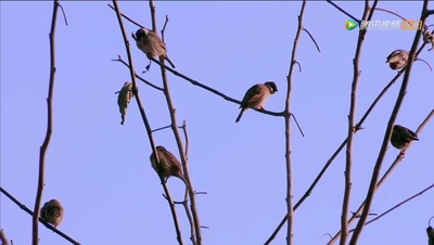 乡村里的中国剧照的剧照