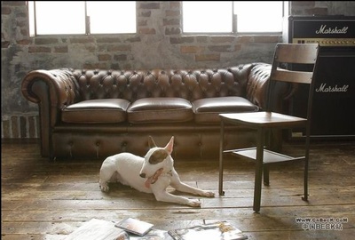 摇滚新乐团剧照的剧照