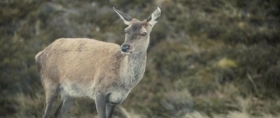 雪儿剧照的剧照