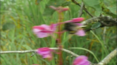 灰熊人剧照的剧照