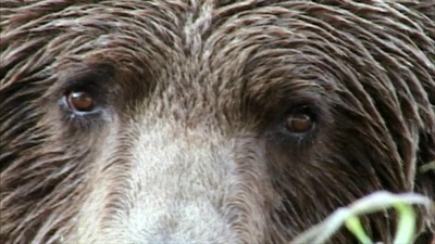 灰熊人剧照的剧照