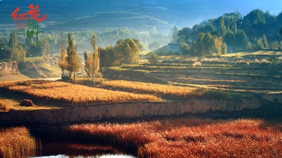 红花绿叶剧照的剧照