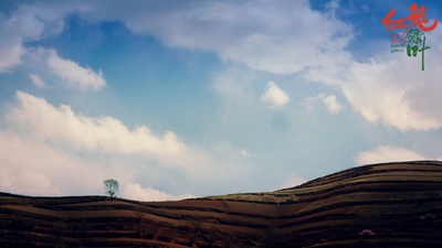 红花绿叶剧照的剧照