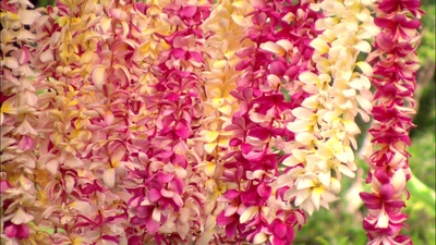 实境之旅 美丽的星球剧照的剧照