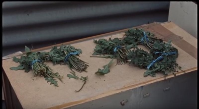 幸福的拉扎罗剧照的剧照