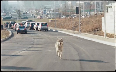 幸福的拉扎罗剧照的剧照