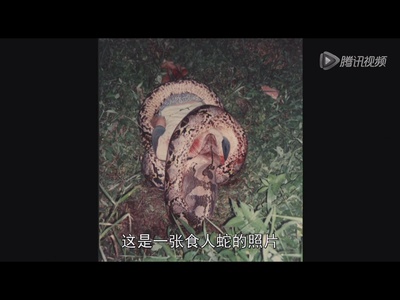 国家地理杂志：超级大蛇剧照的剧照