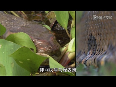 国家地理杂志：超级大蛇剧照的剧照