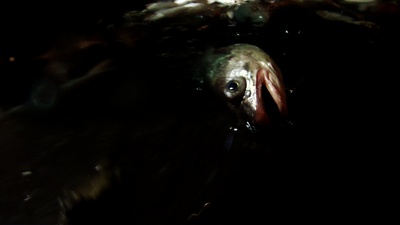 利维坦剧照的剧照