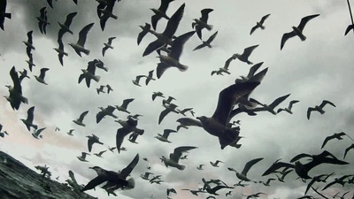 利维坦剧照的剧照