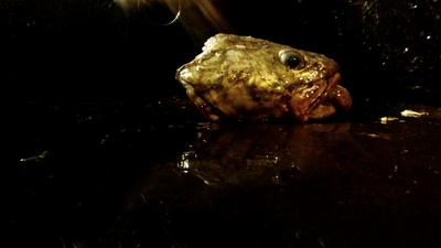 利维坦剧照的剧照