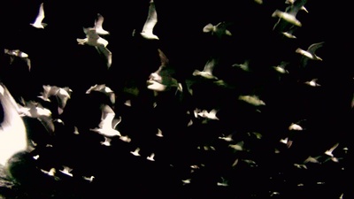 利维坦剧照的剧照