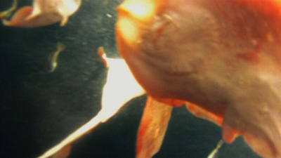 利维坦剧照的剧照