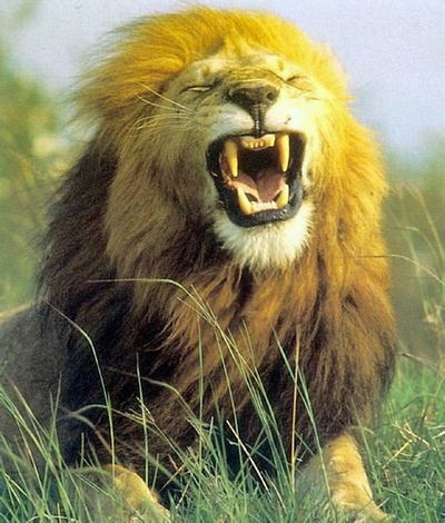 狮路历程剧照的剧照