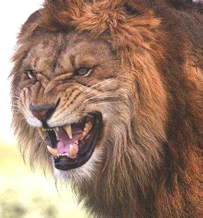 狮路历程剧照的剧照