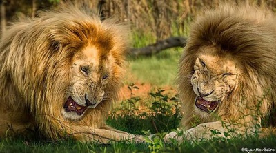 狮路历程剧照的剧照