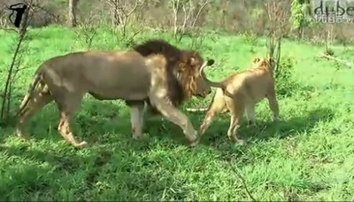 狮路历程剧照的剧照