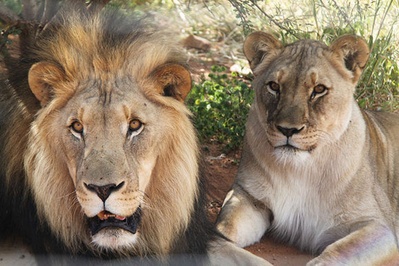 狮路历程剧照的剧照