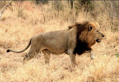 狮路历程剧照的剧照