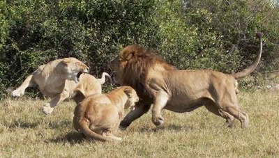 狮路历程剧照的剧照