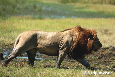 狮路历程剧照的剧照