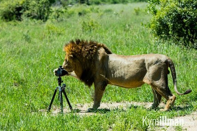 狮路历程剧照的剧照