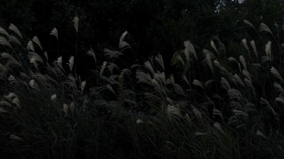 衍生玛约莉剧照的剧照