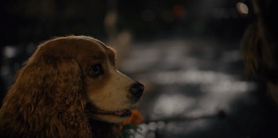 小姐与流浪汉剧照的剧照