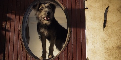 小姐与流浪汉剧照的剧照