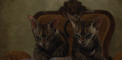 小姐与流浪汉剧照的剧照