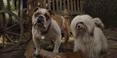 小姐与流浪汉剧照的剧照