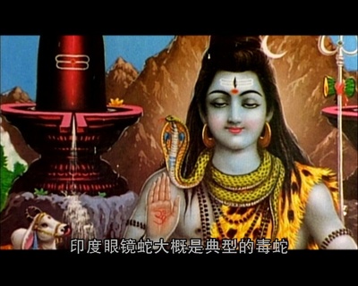 世界致命动物系列：印度篇剧照的剧照