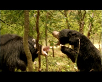 世界致命动物系列：印度篇剧照的剧照