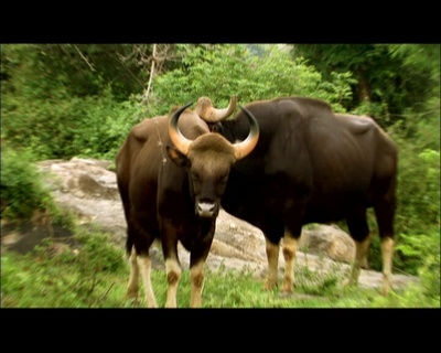 世界致命动物系列：印度篇剧照的剧照
