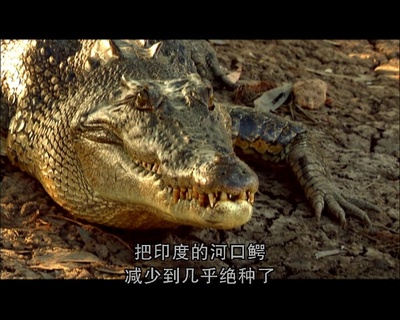 世界致命动物系列：印度篇剧照的剧照