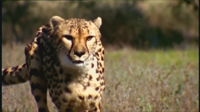 世界致命动物系列：印度篇剧照的剧照