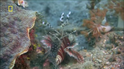 世界致命动物系列：印度篇剧照的剧照