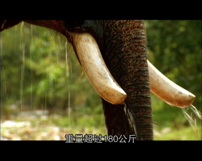 世界致命动物系列：印度篇剧照的剧照