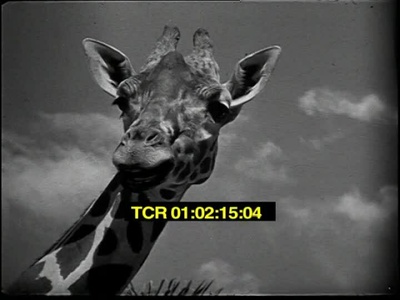 动物世界之谁是谁剧照的剧照