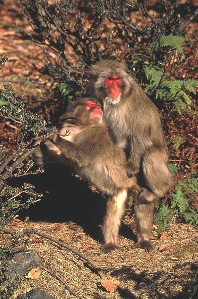 动物世界的同性性行为剧照的剧照