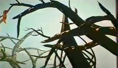 小虎斑斑剧照的剧照