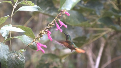 蜂鸟：宝石般的信使剧照的剧照