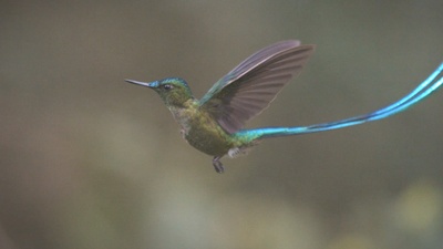 蜂鸟：宝石般的信使剧照的剧照
