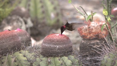 蜂鸟：宝石般的信使剧照的剧照