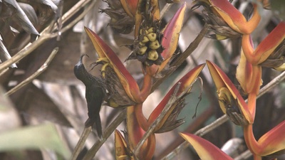 蜂鸟：宝石般的信使剧照的剧照
