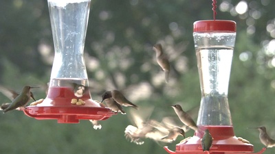 蜂鸟：宝石般的信使剧照的剧照