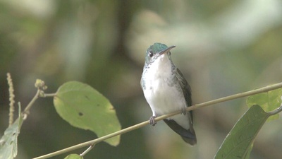 蜂鸟：宝石般的信使剧照的剧照